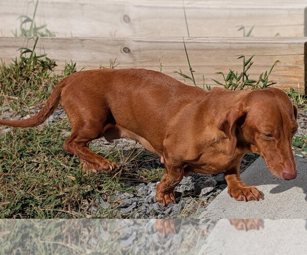 Medium Photo #8 Dachshund Puppy For Sale in Shelbyville, TN, USA