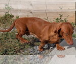 Small #7 Dachshund