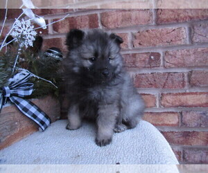 Keeshond Puppy for sale in PORT ROYAL, PA, USA