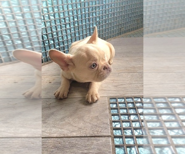 Medium Photo #5 French Bulldog Puppy For Sale in INDIANAPOLIS, IN, USA