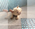 Small #4 French Bulldog
