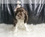 Small Photo #98 Cocker Spaniel Puppy For Sale in WARSAW, IN, USA