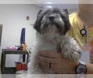 Medium Shih Tzu
