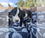 Small Photo #38 Great Dane Puppy For Sale in WILLIS, TX, USA