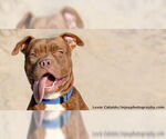 Small #3 American Pit Bull Terrier Mix