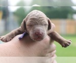 Puppy Prince Leopold Poodle (Standard)