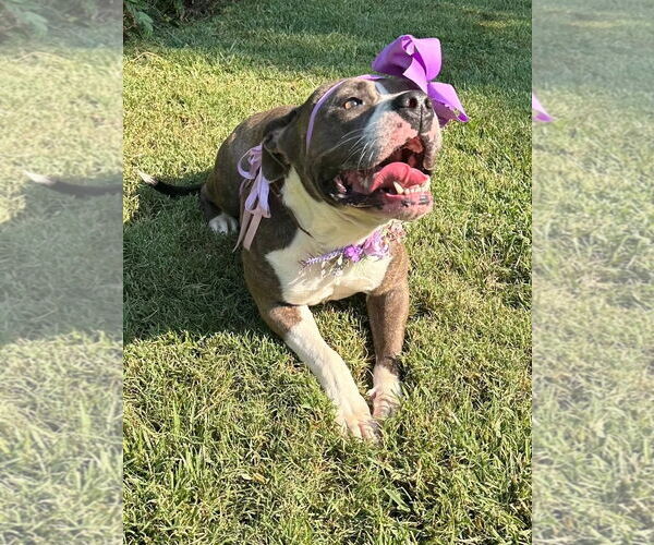 Medium Photo #3 Bullboxer Pit Puppy For Sale in Redlands, CA, USA