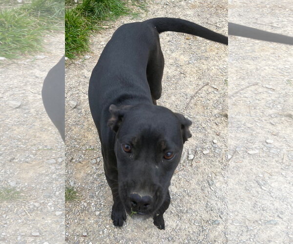 Medium Photo #4 Labrador Retriever-Unknown Mix Puppy For Sale in Tracy City, TN, USA