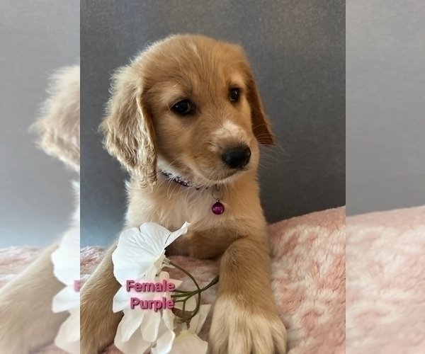 Medium Photo #6 Goldendoodle Puppy For Sale in SACRAMENTO, CA, USA