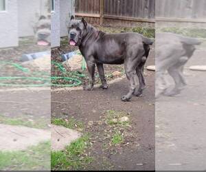 Father of the Cane Corso puppies born on 06/09/2022