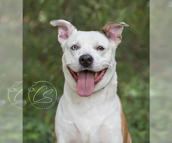 Medium Photo #1 Siberian Husky-Unknown Mix Puppy For Sale in Marina Del Rey, CA, USA