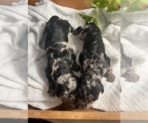 Labradoodle Puppy for sale in PEMBROKE, GA, USA