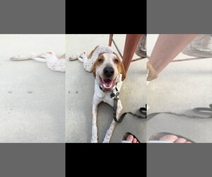 Coonhound-Pointer Mix Dogs for adoption in Ball Ground, GA, USA