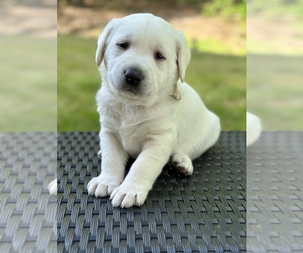 Medium Photo #1 Labrador Retriever Puppy For Sale in GREER, SC, USA
