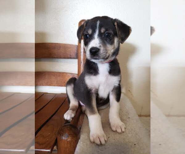 Medium Photo #5 Mutt Puppy For Sale in Poplar Bluff, MO, USA