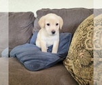 Small Photo #4 Labrador Retriever Puppy For Sale in SANTA CLARITA, CA, USA
