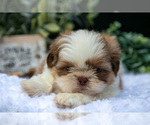 Small Photo #17 Shih Tzu Puppy For Sale in CLARE, MI, USA