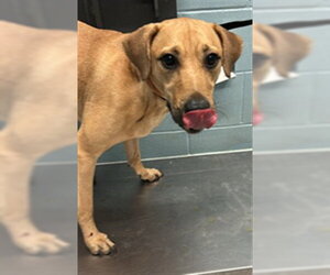 Black Mouth Cur Dogs for adoption in Corpus Christi, TX, USA