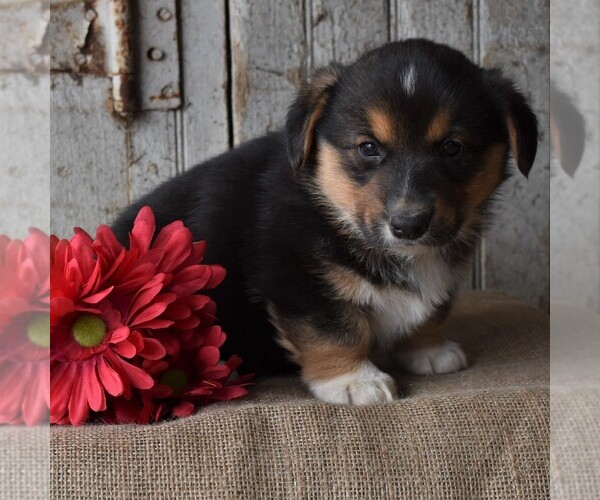 Medium Photo #3 Pembroke Welsh Corgi Puppy For Sale in GORDONVILLE, PA, USA
