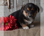 Small Photo #3 Pembroke Welsh Corgi Puppy For Sale in GORDONVILLE, PA, USA