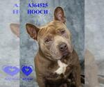 Small Photo #2 American Pit Bull Terrier Puppy For Sale in Stockton, CA, USA
