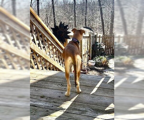 Medium Photo #6 Mutt Puppy For Sale in MECHANICSBURG, PA, USA