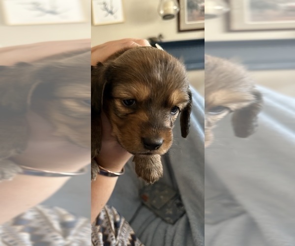 Medium Photo #1 Dachshund Puppy For Sale in LEXINGTON, NC, USA