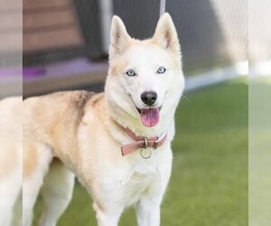 Siberian Husky-Unknown Mix Dogs for adoption in Camarillo, CA, USA