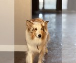 Small #2 Mutt