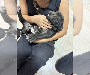 American Bandogge mastiff Puppy for sale in DEMING, NM, USA