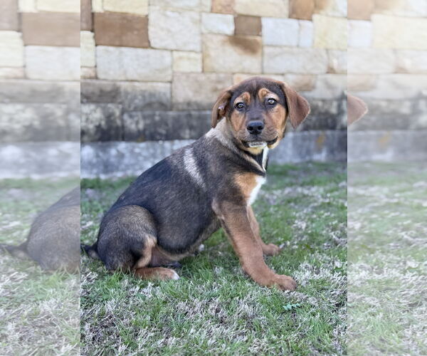 Medium Photo #4 Mutt Puppy For Sale in PIPE CREEK, TX, USA