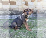 Small #3 Mutt