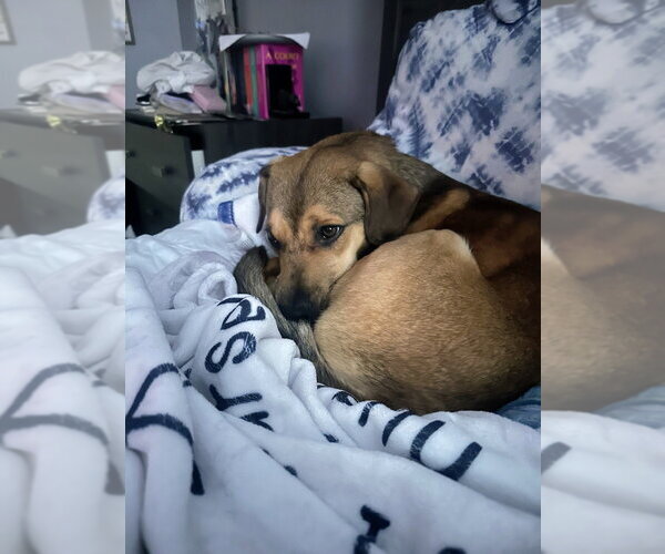 Medium Photo #4 Mutt Puppy For Sale in Springdale, PA, USA