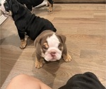 Puppy Mocha English Bulldog