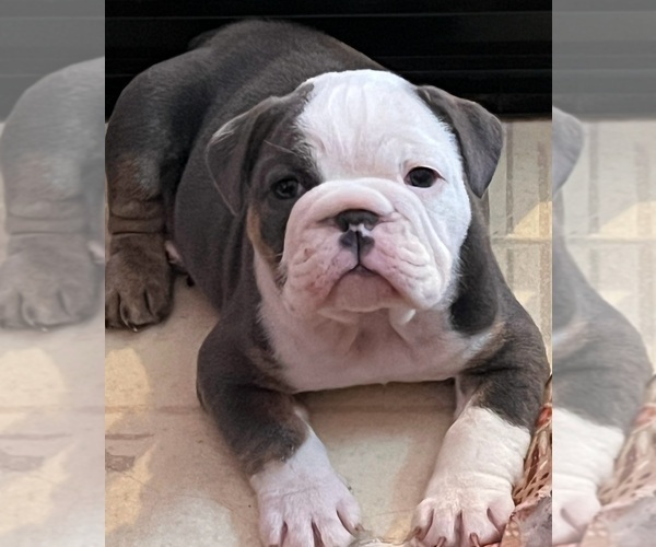 Medium Photo #1 English Bulldog Puppy For Sale in INDIANAPOLIS, IN, USA