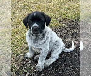 Great Pyrenees-Wirehaired Pointing Griffon Mix Puppy for sale in TROY, MO, USA