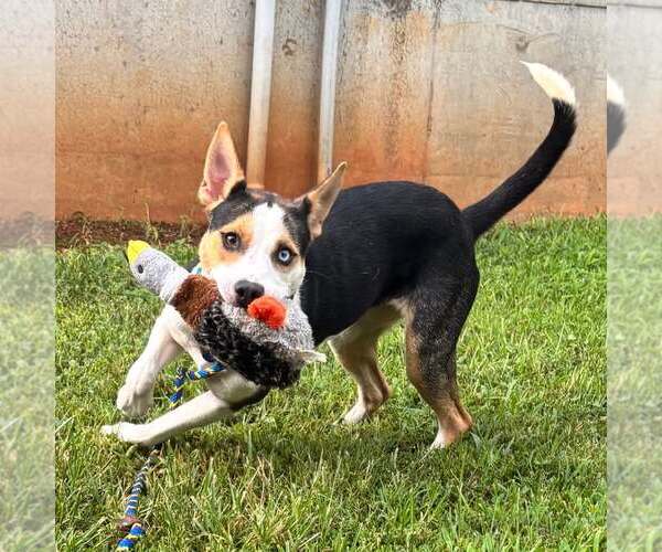 Medium Photo #1 Mutt Puppy For Sale in Shelburne, VT, USA
