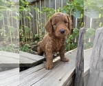 Puppy Chuck Goldendoodle