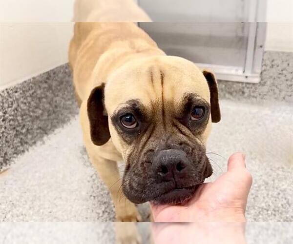 Medium Photo #2 Labrador Retriever-Pug Mix Puppy For Sale in Houston, TX, USA