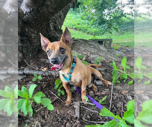 Medium Photo #3 Chihuahua-Unknown Mix Puppy For Sale in Elmsford, NY, USA
