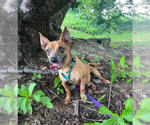 Small #2 Chihuahua Mix