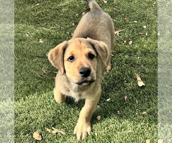 Medium Photo #4 Labrador Retriever-Unknown Mix Puppy For Sale in San Diego, CA, USA