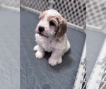 Small Photo #20 Poodle (Miniature)-Unknown Mix Puppy For Sale in CEDARTOWN, GA, USA