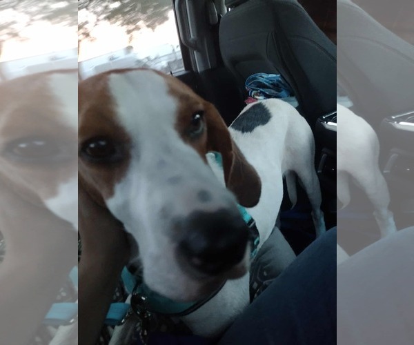 Medium Photo #4 Coonhound Puppy For Sale in Clinton , MI, USA