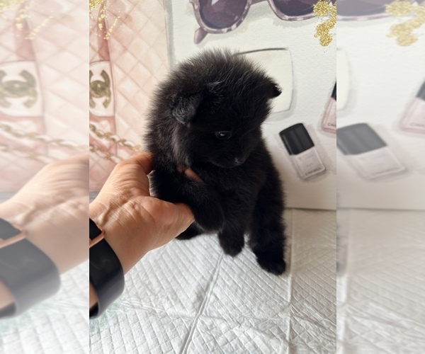 Medium Photo #4 Pomeranian Puppy For Sale in JOLIET, IL, USA