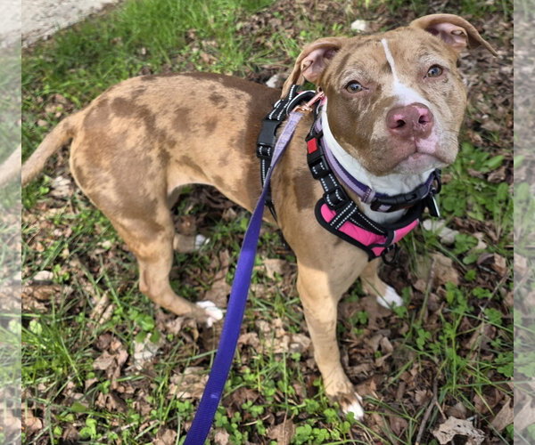 Medium Photo #2 Catahoula Leopard Dog-Unknown Mix Puppy For Sale in Clarkston, MI, USA