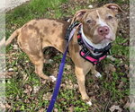 Small #1 Catahoula Leopard Dog Mix