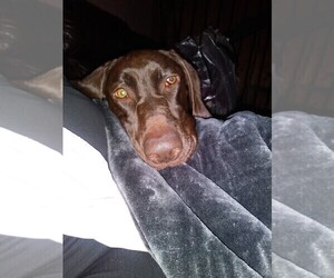 Mother of the German Shorthaired Pointer puppies born on 10/22/2022