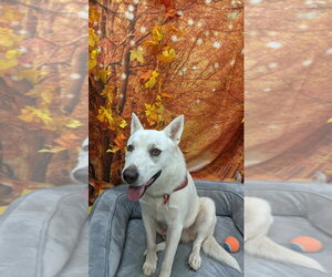 Bodhi - Male Mutt Dog for Adoption - Photo #4