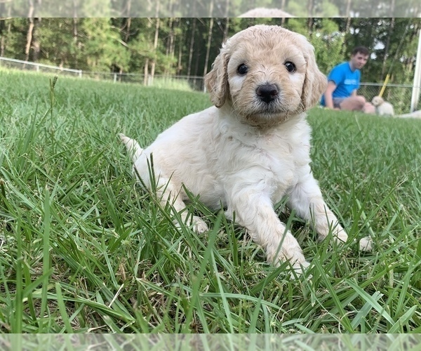 Medium Photo #1 Goldendoodle Puppy For Sale in NICHOLLS, GA, USA